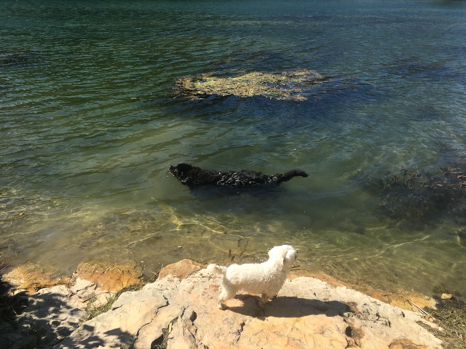Filou & Bahia en rivière