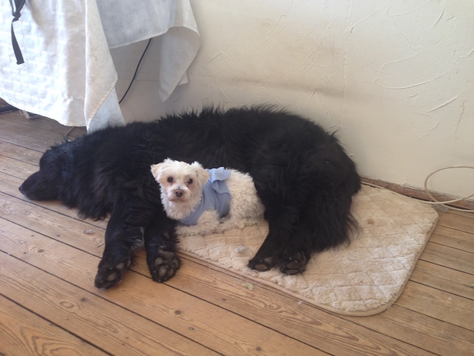 Filou dans les pattes protectrices de Bahia