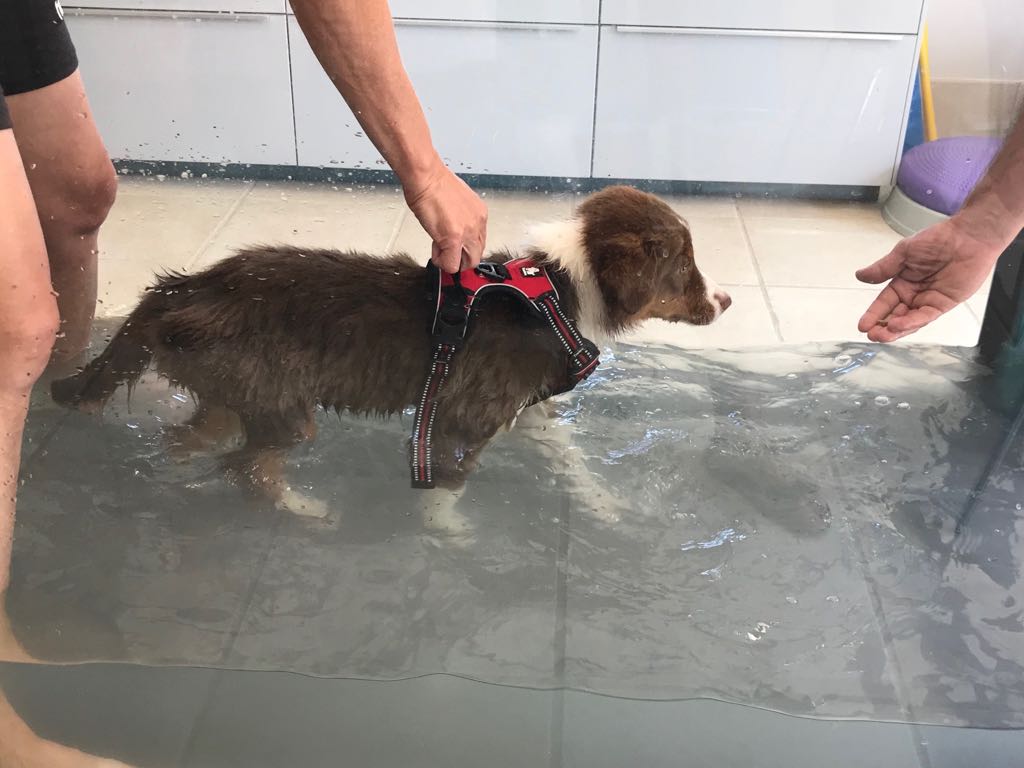 Premiers pas en Hydrotraining pour Ollie. Habituer le chiot à différents contextes est essentiel.
