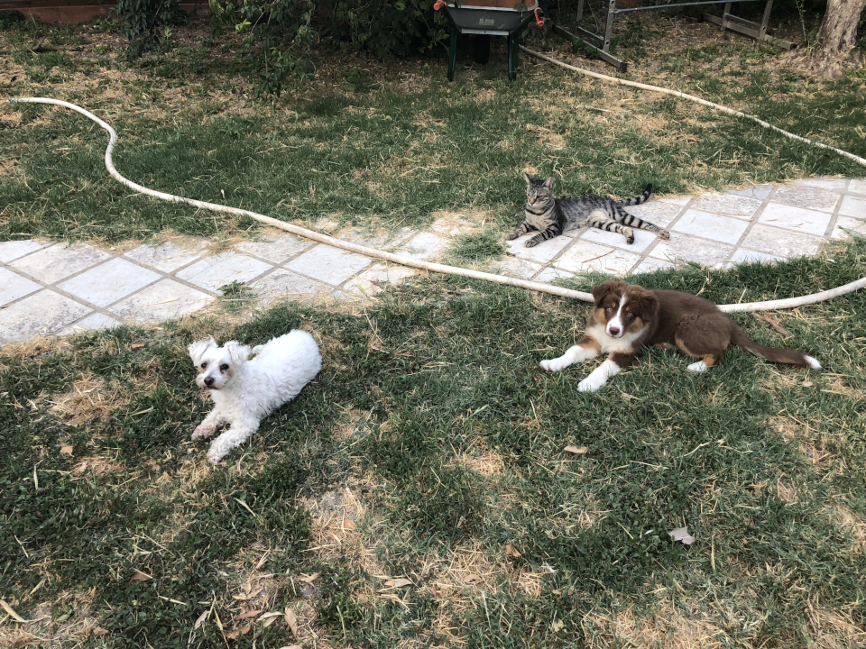 Filou, Lucky & Ollie les tous premiers jours