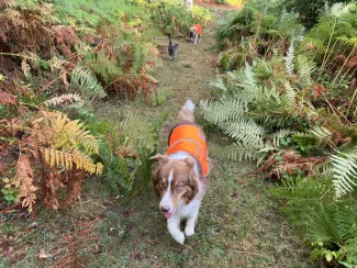 La clef pour une balade en période de chasse : Etre bien visible.