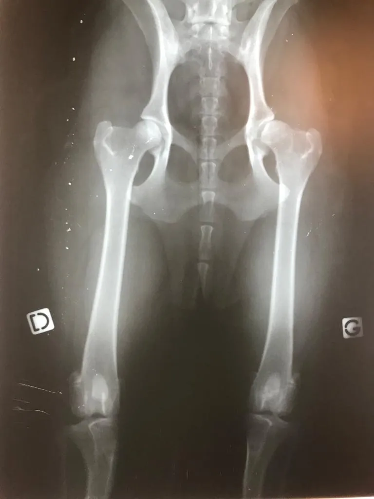 La Dysplasie de la hanche : maladie canine courante mais pas une fatalité.