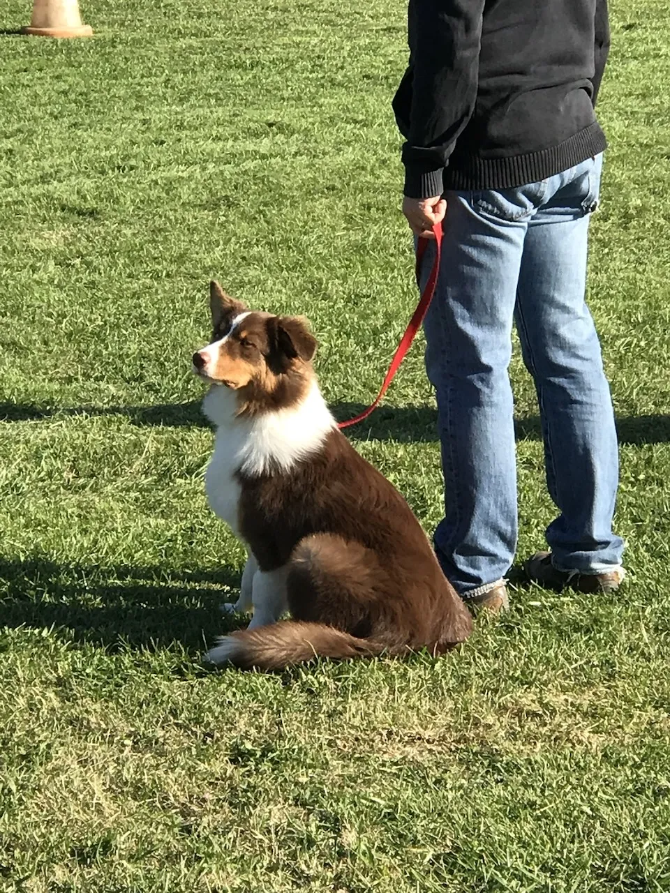 Ollie à l'écoute en cours