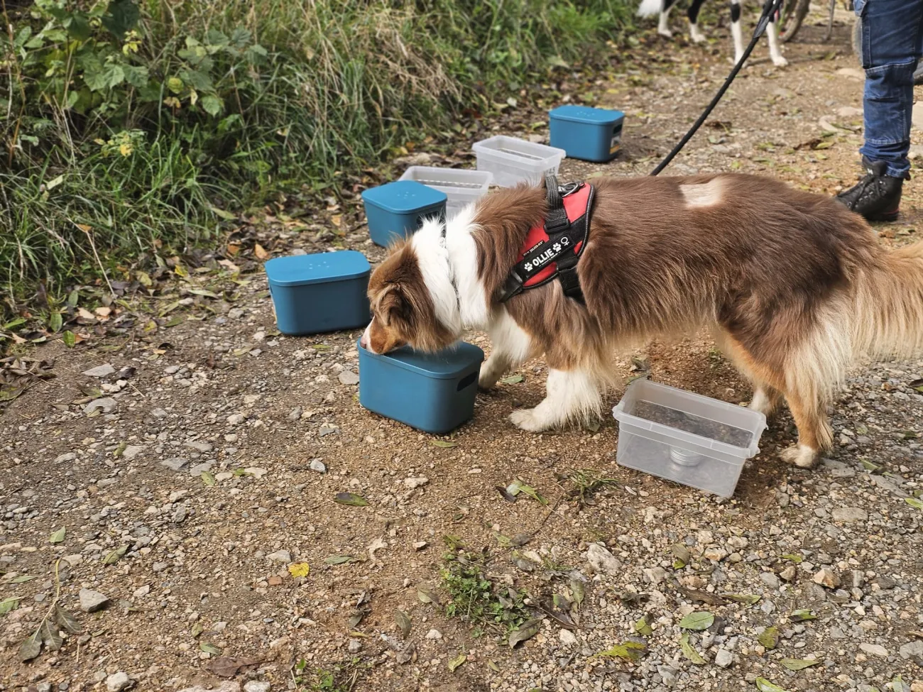 Ollie, Travail de détection au flair