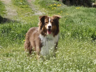 Ollie, un concentré d'amour et d'énergie