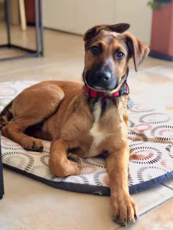 Uno : X Malinois plein de vie &amp; de bonheur(s)