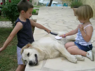 Le chien intégré à la famille en est son protecteur