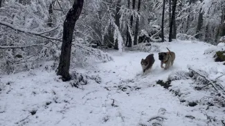 Ollie & Odin lors d'une de leur sortie quotidienne dans la neige !