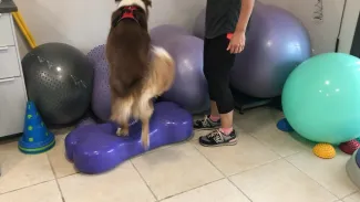 La proprioception est unactivité physique et psychique pour le chien