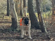 Odin, Balade en forêt