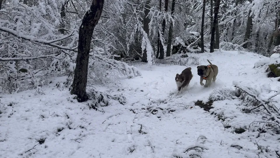 Ollie & Odin lors d'une de leur sortie quotidienne dans la neige !